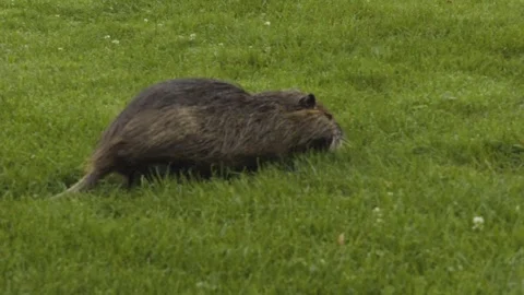 Rat walking on grass and eating Vídeos de archivo 104865663