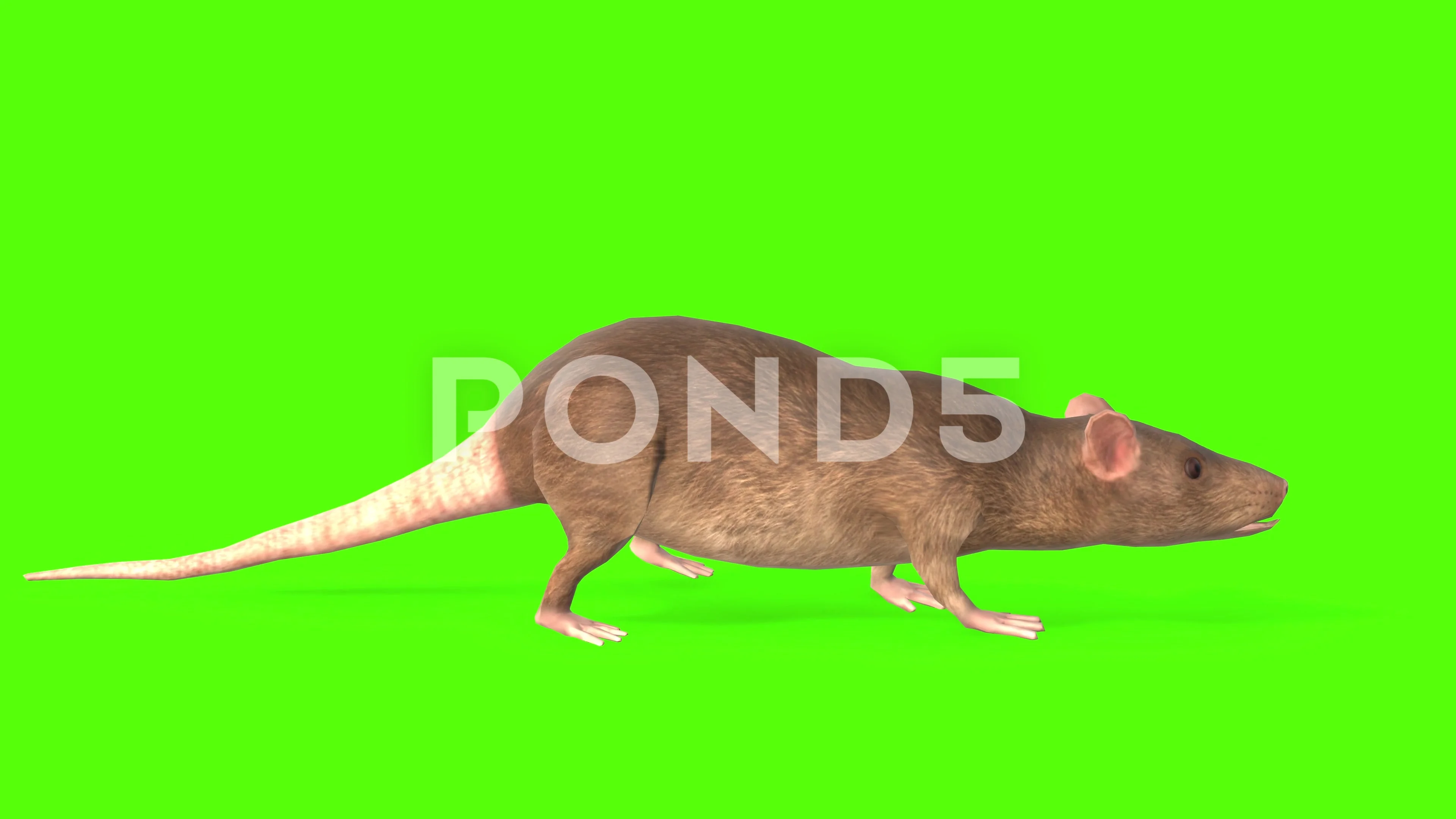 Rat Walking Green Screen Animation 4K Re... | Stock Video | Pond5