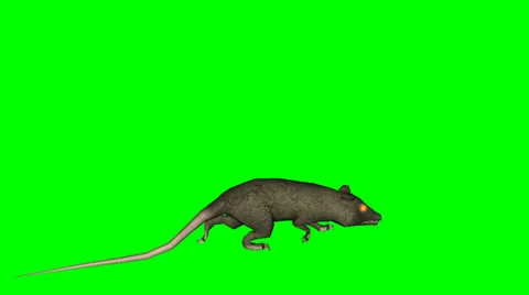 Rat walking on green screen Stock Footage 37988176