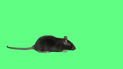 Rat walking on green screen Stock Footage