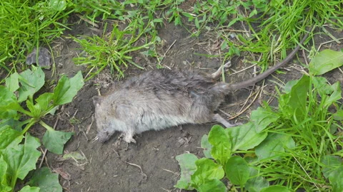 The rat was poisoned Stock Footage 314265615