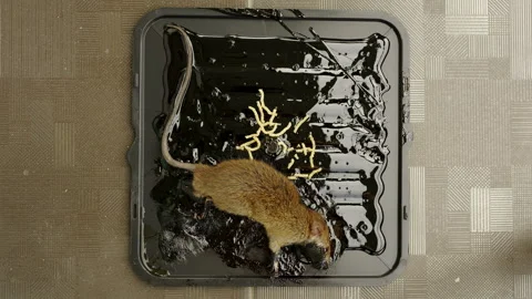 Rat was stuck in the trap of glue tray. Stock Footage 337871995