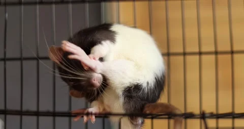 The rat washes itself in a cage. White and black domestic rat, mouse Stock Footage 303345175