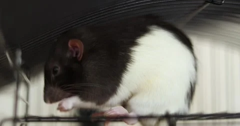 The rat washes itself in a cage. White and black domestic rat, mouse 動画素材 303345241