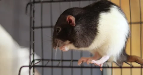 The rat washes itself in a cage. White and black domestic rat, mouse 動画素材 303345985