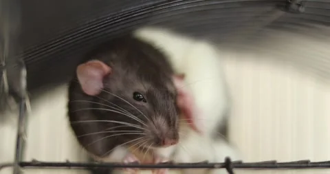 The rat washes itself in a cage. White and black domestic rat, mouse 動画素材 303346302