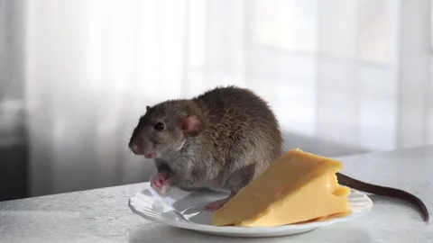 The rat washes itself in a white plate with cheese Stock Footage 263867838
