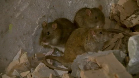 The Rat Washing Stock Footage 92924185