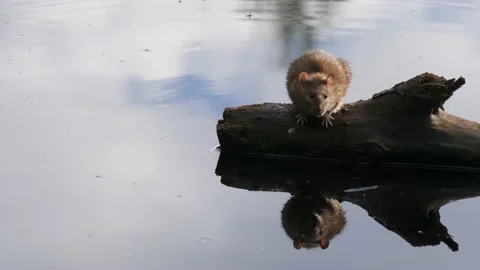 Rat with Water Reflection on Floating Log, Close Up 動画素材 221924241