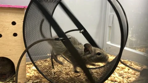 Rat in a wheel Stock Footage 106750106