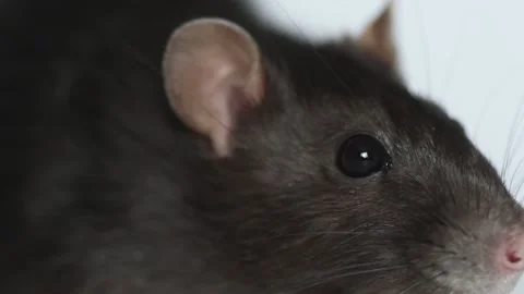 Rat on white background Stock Footage 103845622
