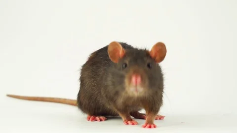 Rat on white background Stock Footage 105125978