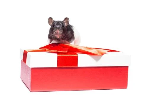 Rat on white background Stock Photos