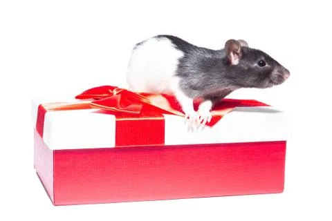 Rat on white background Stock Photos