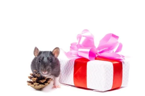 Rat on white background Stock Photos