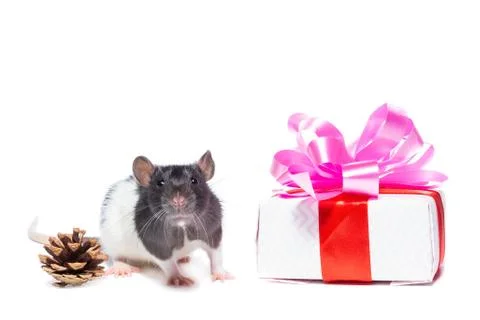 Rat on white background Stock Photos