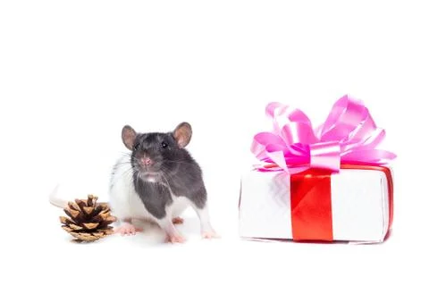Rat on white background Stockfoto's