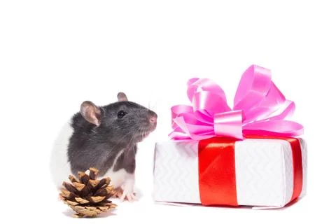 Rat on white background Stockfoto's