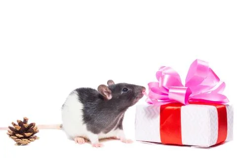 Rat on white background Stock Photos