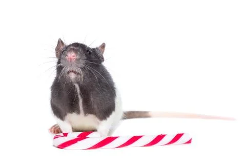 Rat on white background Foto stock