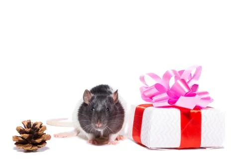 Rat on white background Stock Photos