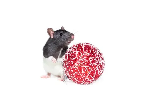 Rat on white background Stock Photos