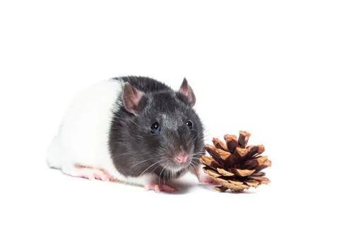 Rat on white background Stock Photos