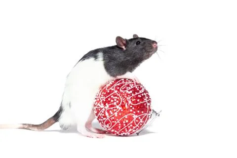 Rat on white background Stock Photos