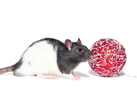 Rat on white background Stock Photos
