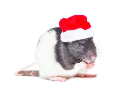 Rat on white background Stock Photos