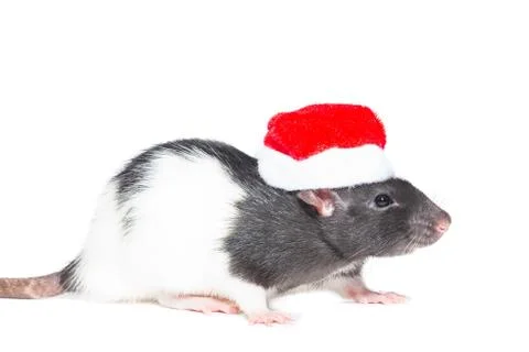 Rat on white background Stock Photos