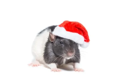 Rat on white background Stock Photos