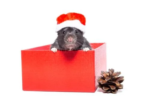 Rat on white background Foto stock