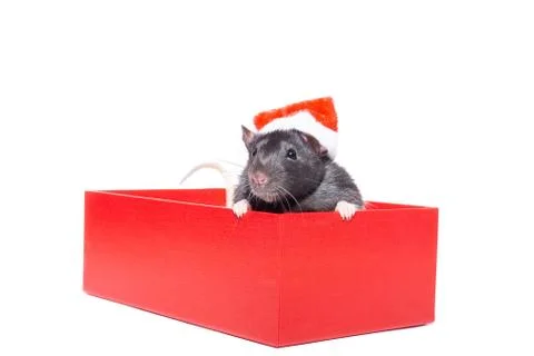 Rat on white background Stock Photos