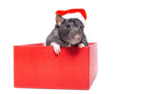 Rat on white background Stockfoto's