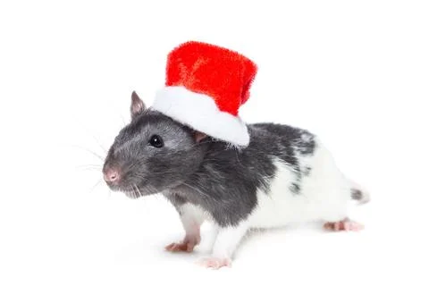 Rat on white background Stock Photos