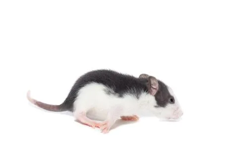 Rat on white background Stock Photos
