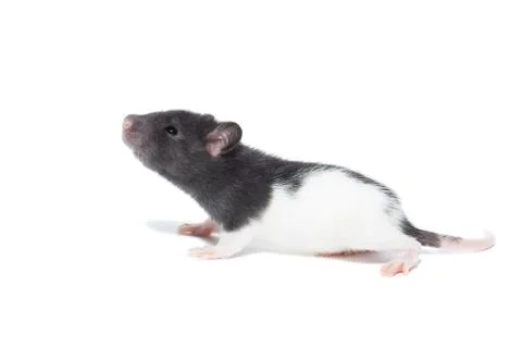 Rat on white background Stock Photos