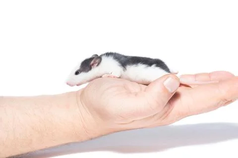 Rat on white background Stock Photos