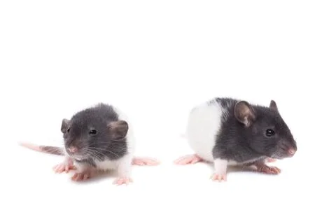 Rat on white background Foto stock