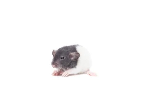 Rat on white background Stock Photos