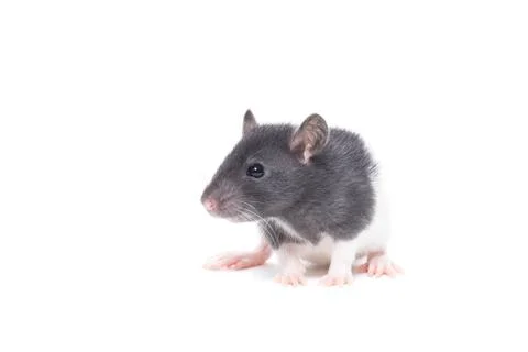 Rat on white background Stock Photos