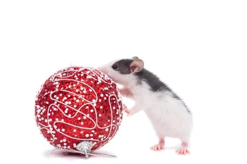 Rat on white background Stock Photos