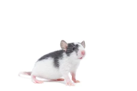 Rat on white background Stock Photos