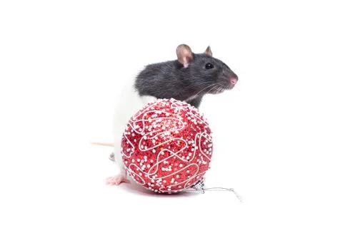 Rat on white background Stock Photos