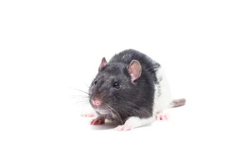 Rat on white background Stock Photos