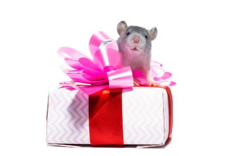 Rat on white background. Stock Photos