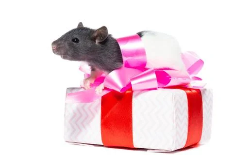 Rat on white background. Stock Photos