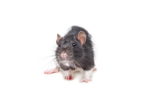 Rat on white background Stock Photos