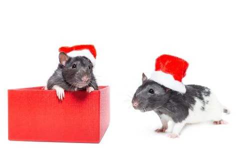 Rat on white background. Stock Photos